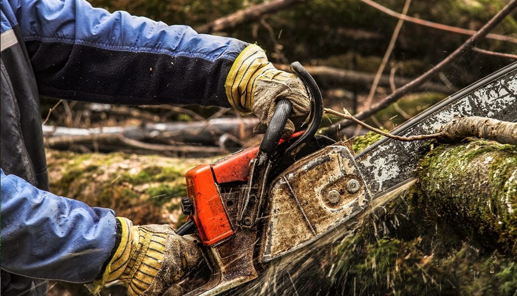 Chainsaw cutting into tree